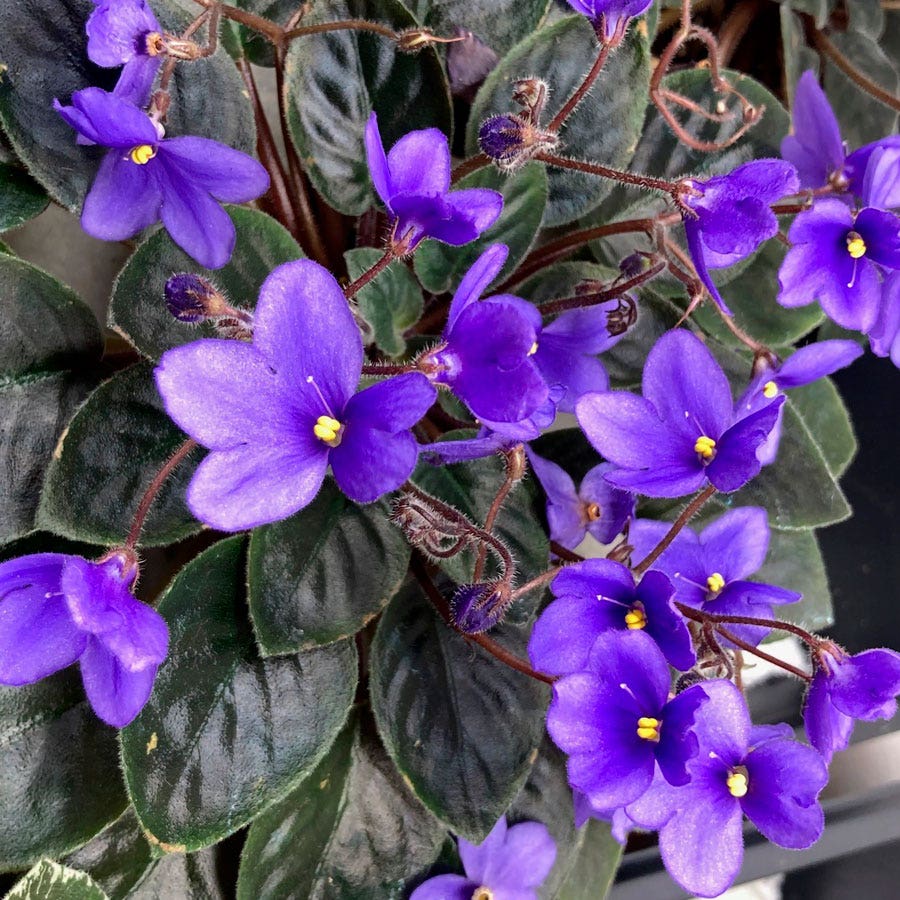 Non-GMO Saintpaulia Seeds for Home and Indoor Gardens