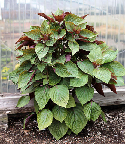 Shiso Seeds - Britton (Perilla frutescens)