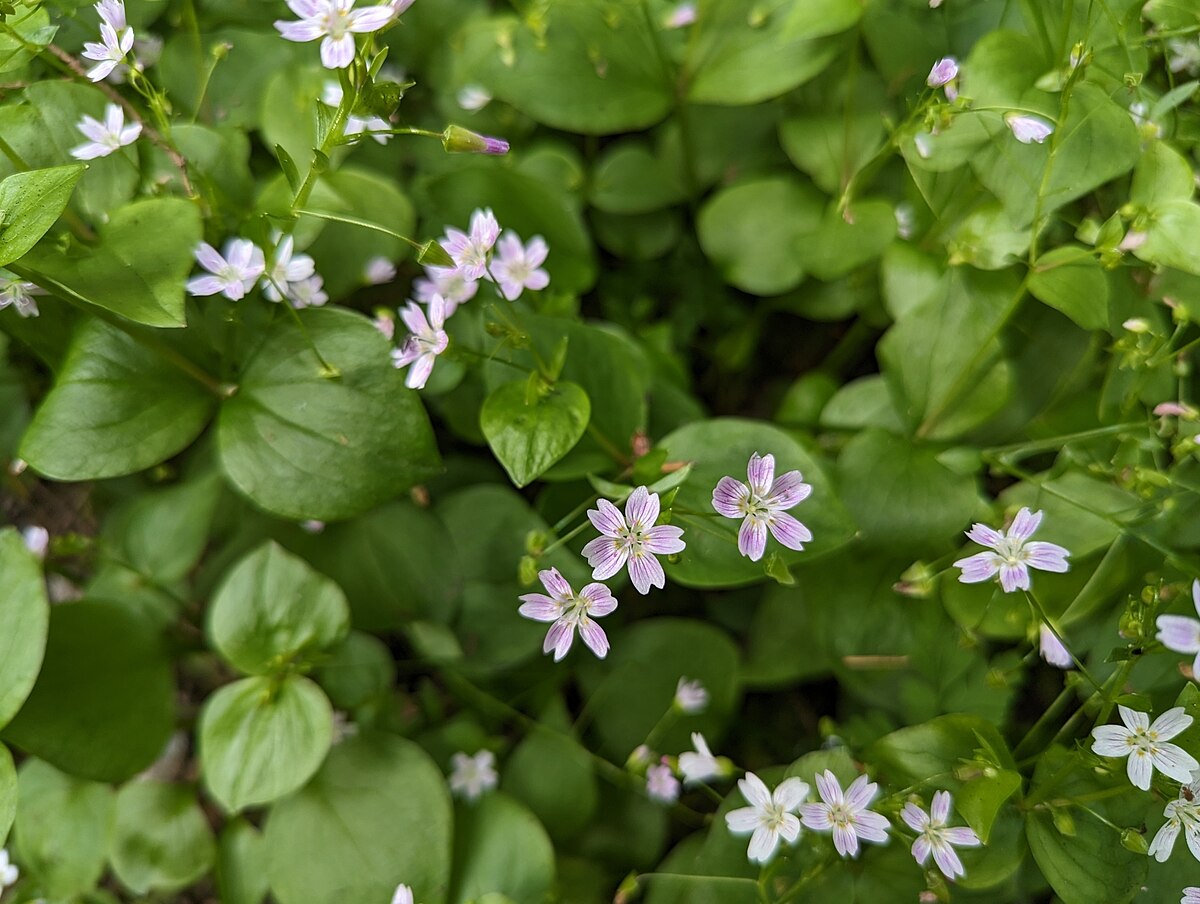 Siberian Spring Beauty (Claytonia sibirica) – Candy Flower, Pink Purslane, Siberian Miner's Lettuce