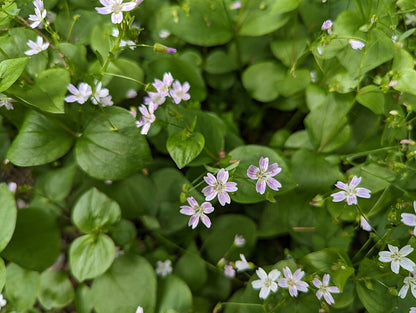 Siberian Spring Beauty (Claytonia sibirica) – Candy Flower, Pink Purslane, Siberian Miner's Lettuce