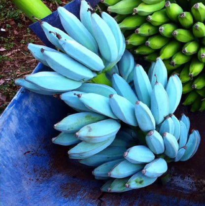 Sky Blue Banana Seeds for Planting - Exotic Fruit for Your Garden