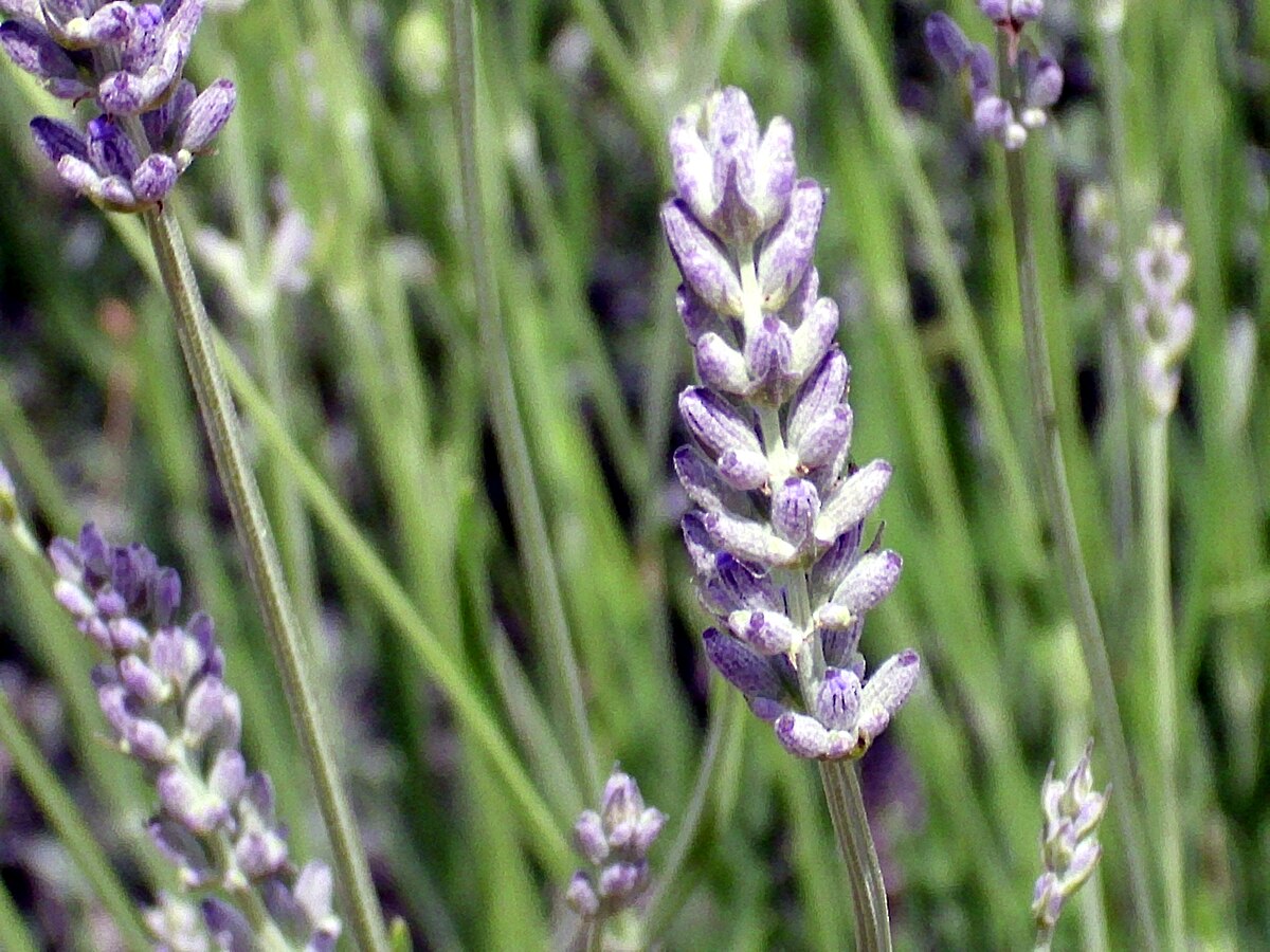 Spike Lavender (Lavandula latifolia) Seeds