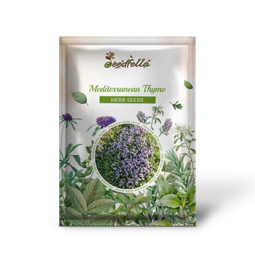 Mediterranean Thyme (Thymbra spicata) - Spiked Za’atar, Pink Savory Herb, Perennial Flower Seeds