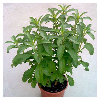 Stevia Seeds (Stevia rebaudiana)