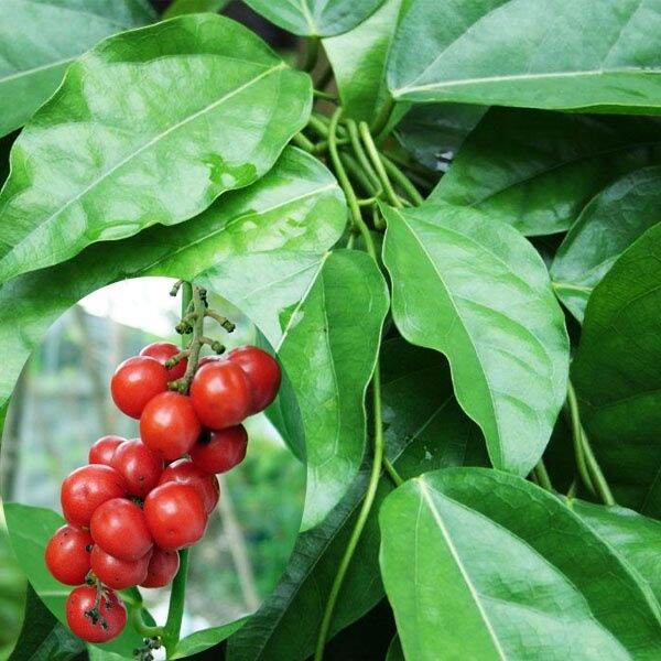Tiliacora Seeds: Unique Fruits for Your Garden Planting
