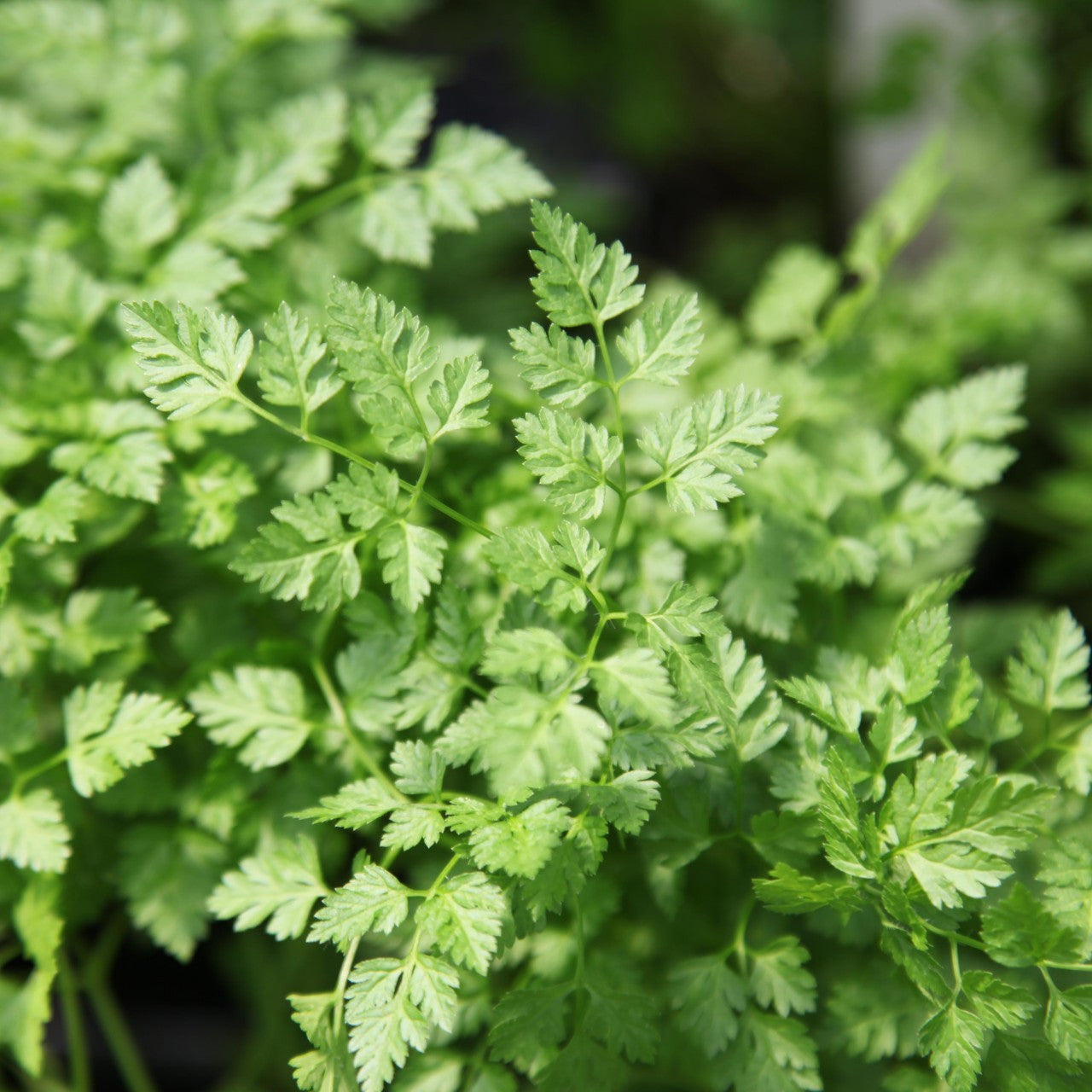 Chervil Seeds - Vertissimo (Anthriscus cerefolium)