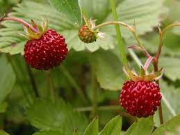Vesca Baron Strawberry (Fragaria vesca) Seeds – Solemacher Berry