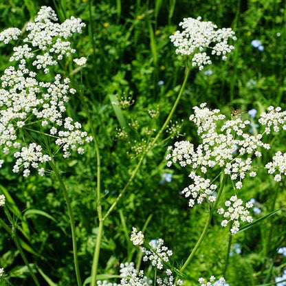 White Anise (Pimpinella anisum) - Herb Flower Seeds