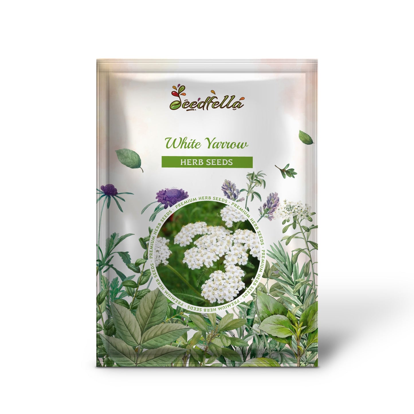 White Yarrow (Achillea millefolium)