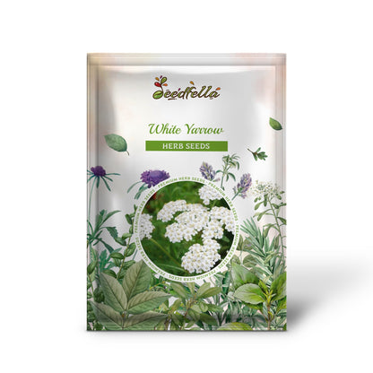 White Yarrow (Achillea millefolium)