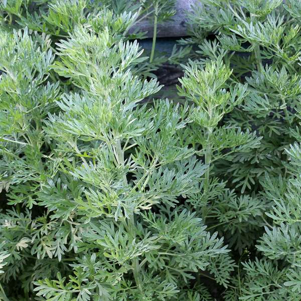 Artemisia Seeds - Wormwood (Artemisia absinthium)