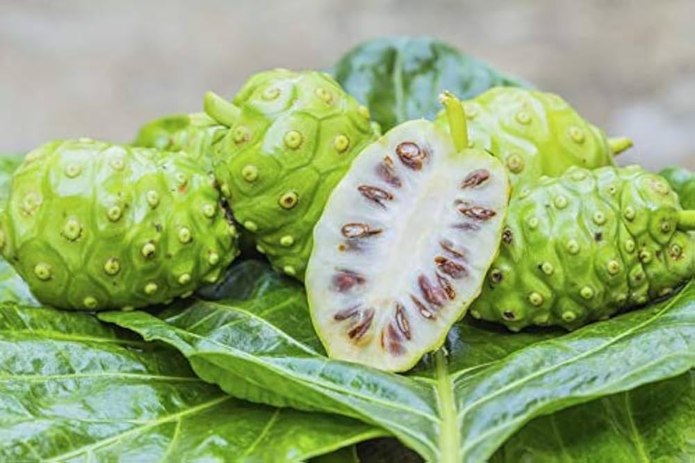 Noni Cheese Fruit (Morinda Citrifolia) - Indian Beach Mulberry Shrub Tree Seeds