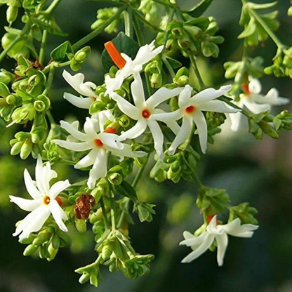 Jasmine Flower Seeds