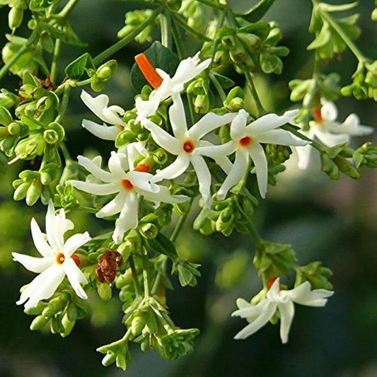 Jasmine Flower Seeds