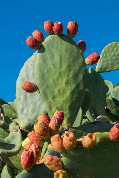 Orange Prickly Pear Cactus (Nopal, Indian Fig) Opuntia ficus-indica Fruit & Flower Seeds