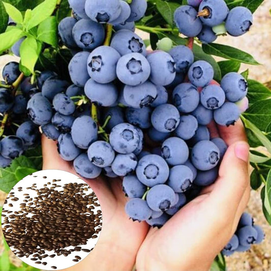 North American Blueberry Seed Mix For Fruitful Garden Growing heirloom non-gmo organic garden seeds