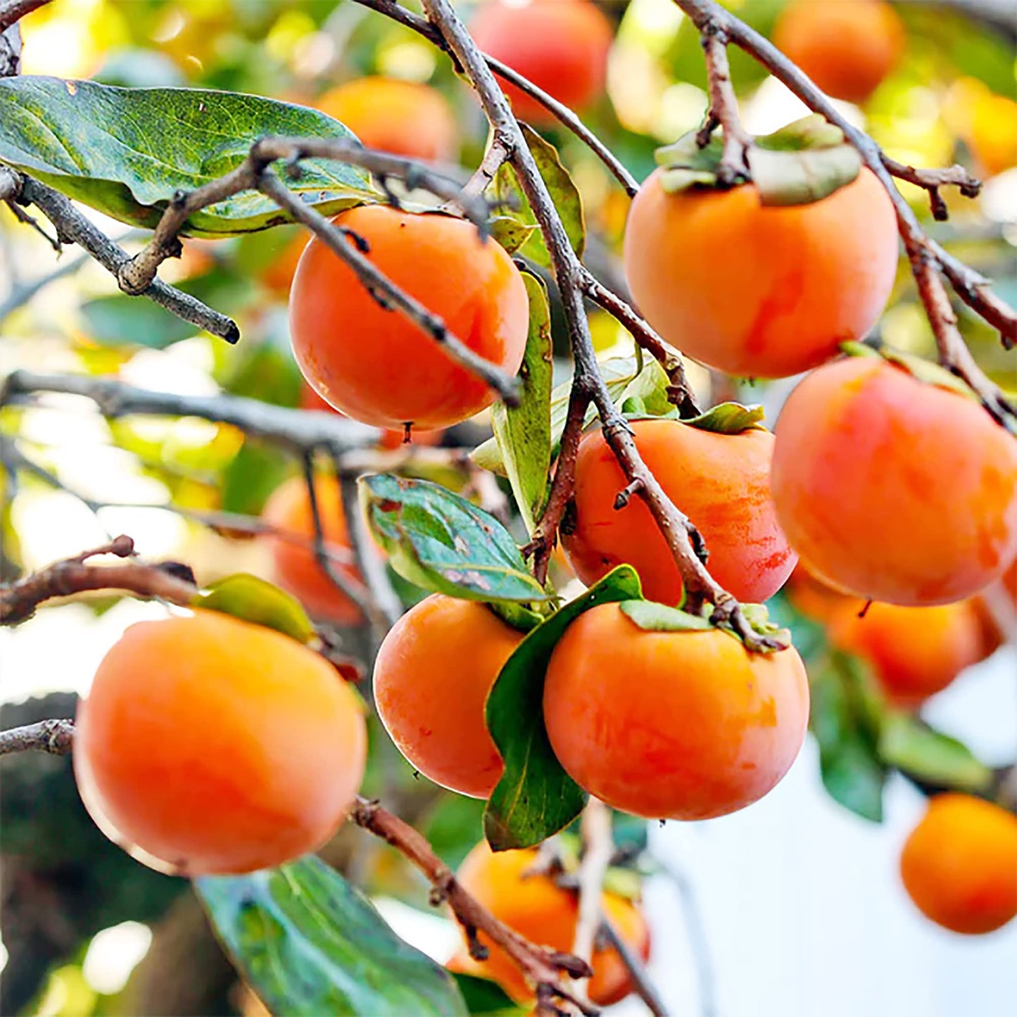 Nordamerikanische Kaki (Diospyros virginiana) Samen