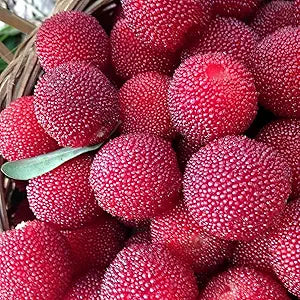 Myrica Pennsylvanica Nord Bayberry Seeds heirloom non-gmo organic garden seeds