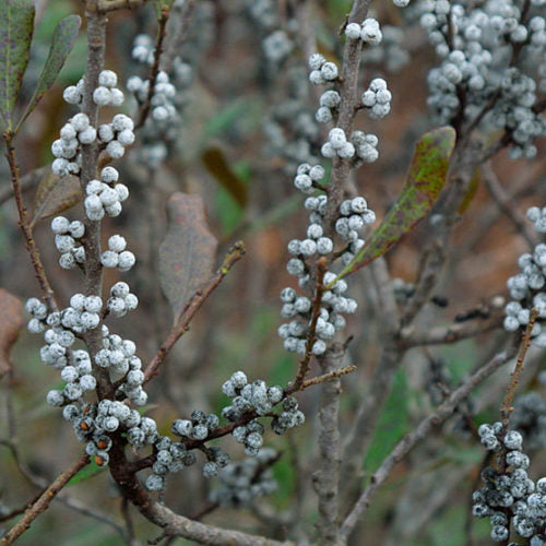 Myrica Pennsylvanica Northern Bayberry Seeds heirloom non-gmo organic garden seeds