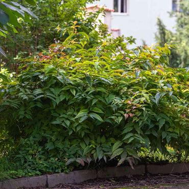 Dwarf Bush Honeysuckle Shrub Seeds for Planting – Heirloom, Non-GMO, Pollinator-Friendly, Shrub