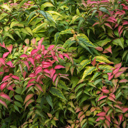 Dwarf Bush Honeysuckle Shrub Seeds