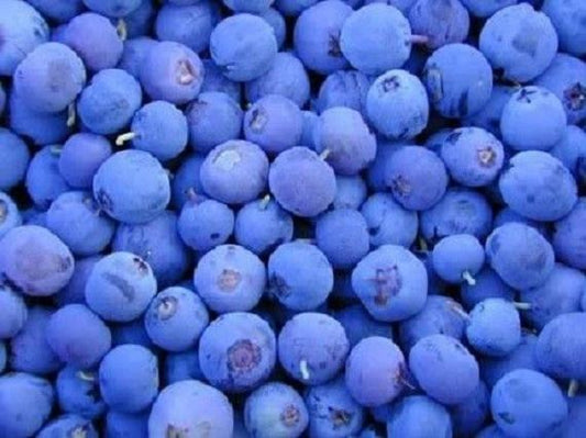 Northern Highbush Blueberry Bush Vaccinium Fruit Shrub Blue Berry White Flower Seeds heirloom non-gmo organic garden seeds