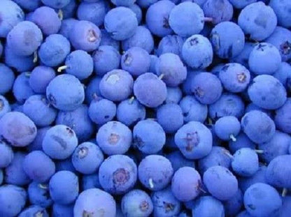Northern Highbush Blueberry Bush Vaccinium Fruit Shrub Blue Berry White Flower Seeds heirloom non-gmo organic garden seeds