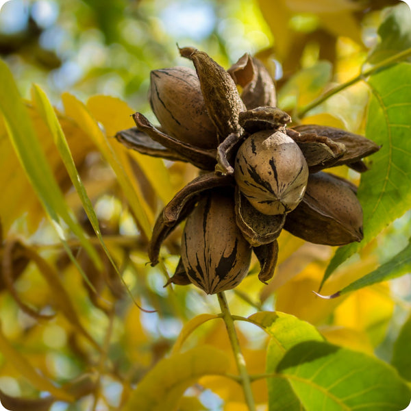 Northern Pecan Carya Illinoinensis Seeds heirloom non-gmo organic garden seeds