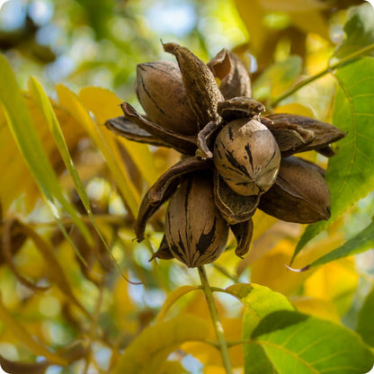 Northern Pecan Carya Illinoinensis Seeds heirloom non-gmo organic garden seeds