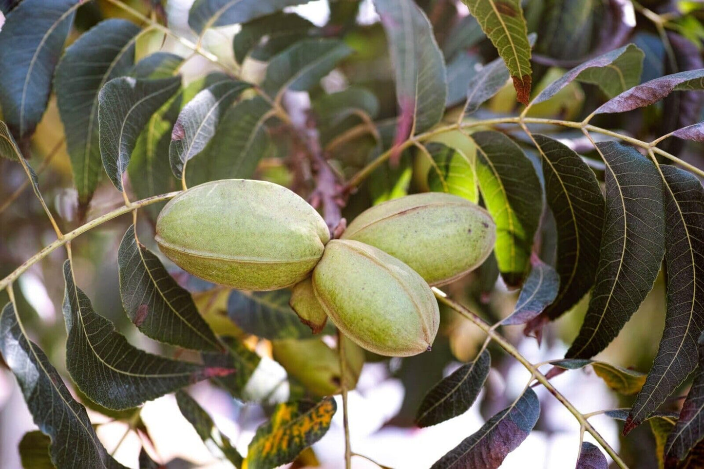 Nördliche Pekannuss (Carya illinoinensis) Samen