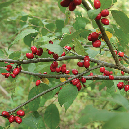 Gewürzstrauch (Lindera benzoin) Wilder Piment Nordlicher Gewürzstrauch Rote Beere Gelbe Blüte Samen