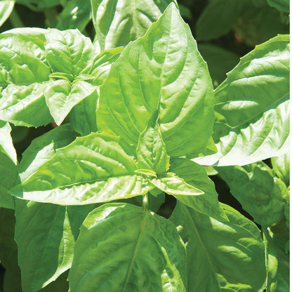 Nufar Basil Ocimum Basilicum 'Nufar' Organic Seeds heirloom non-gmo organic garden seeds