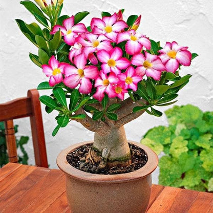Adenium Flower seeds for Planting - Colorful Display, Heirloom & GMO Free Seeds for Home Garden