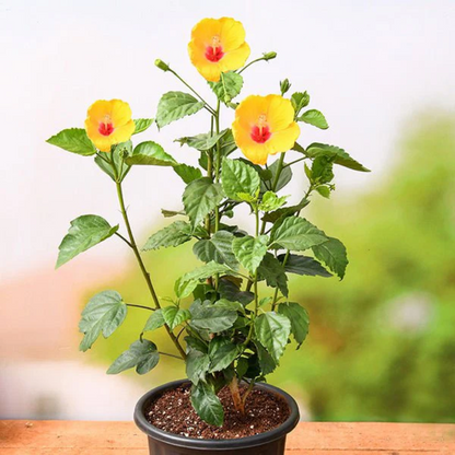 double yellow flower live hibiscus potted plant Double Yellow Hibiscus Flower Seeds for Planting – Heirloom, Non-GMO, – Pure Asia Seeds
