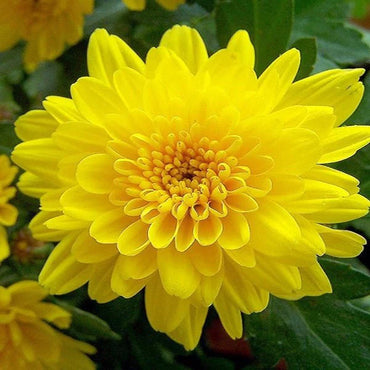 Yellow Chrysanthemum Flower Seeds