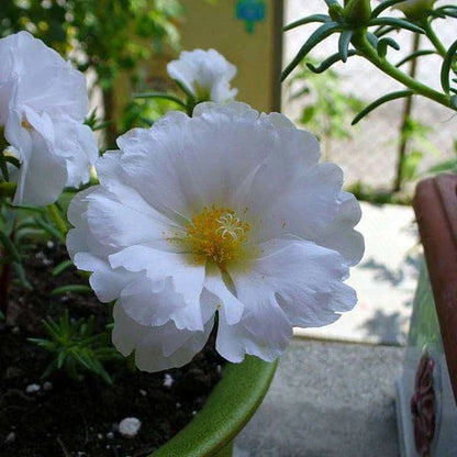 Weiße Portulak-Blumensamen zum Pflanzen – Robuste Sorte, Erbstücksamen & GVO-freie Samen für den Hausgarten