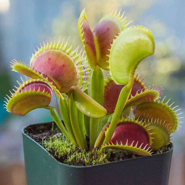 Venus Flytrap Seeds for Planting – Heirloom, Non-GMO, Easy to Grow, Carnivorous, Fast-Germinating