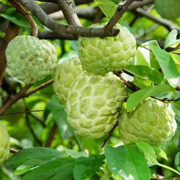 custard apple plant from seed Custard Apple Fruit Seeds for Planting – Heirloom, Non-GMO, Easy to Gr – Pure Asia Seeds