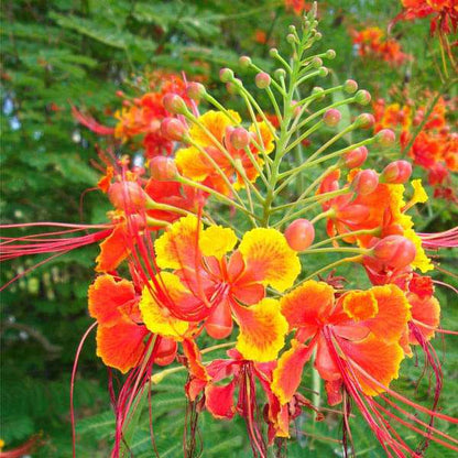 Semi di arbusto Caesalpinia Pulcherrima