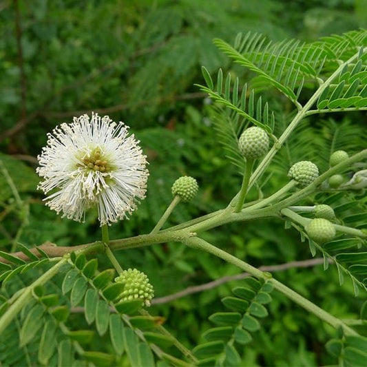 White Tamarind Tree Seeds