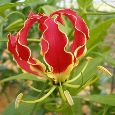 Gloriosa Superba Flower Seeds