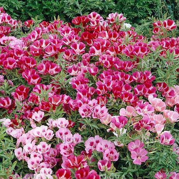 Mixed Godetia Flower seeds for Planting - Bright Blooms, Heirloom & GMO Free Seeds for Home Garden