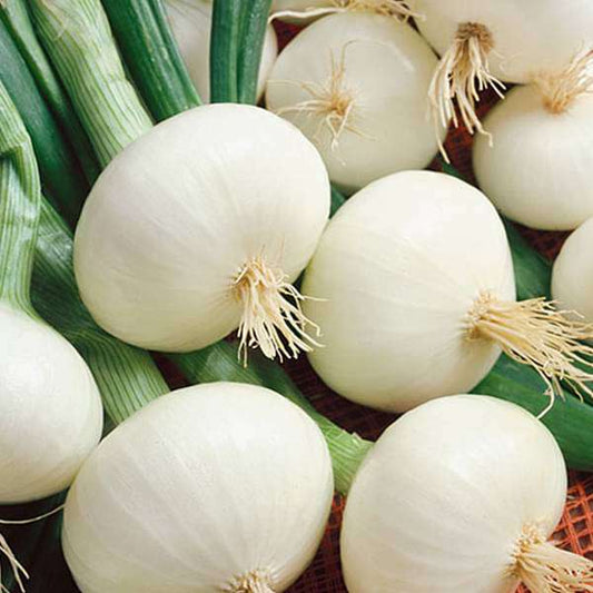 Vidalia Onion Vegetable Seeds