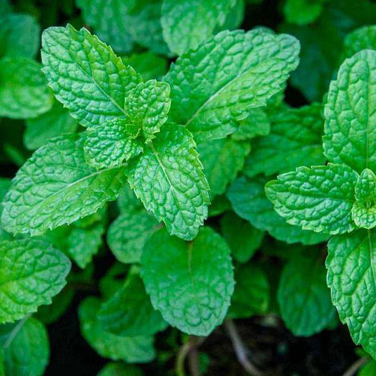 Mint Flower seeds for Planting - Cut Flower Favorite, Heirloom & GMO Free Seeds for Home Garden