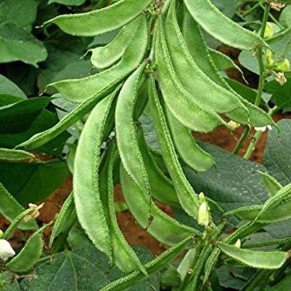 Lima Bean Vegetable Seeds