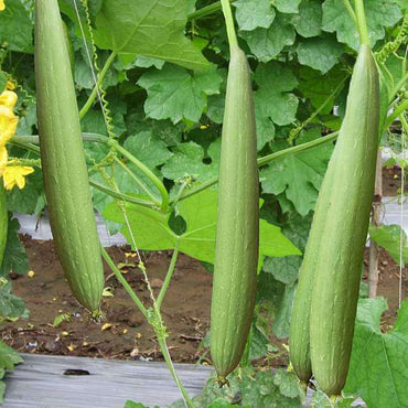 Semillas de hortalizas de Luffa Aegyptiaca
