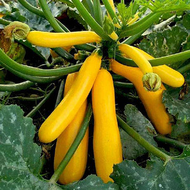 Yellow Summer Squash (Cucurbita pepo) Seeds for Planting – Heirloom, Non-GMO, High Yield, Annual