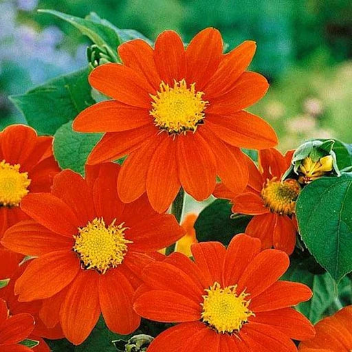 Orange Tithonia Flower seeds for Planting - Vibrant Colors, Heirloom & GMO Free Seeds for Home Garden