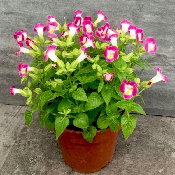 Pink Torenia Flower seeds for Planting - Garden Favorite, Heirloom & GMO Free Seeds for Home Garden