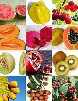 Nutritious Edible Fruit Seeds For Planting heirloom non-gmo organic garden seeds